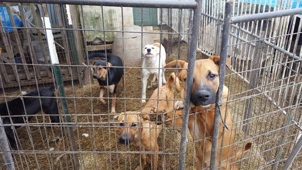 Paulding County Animal Control 1